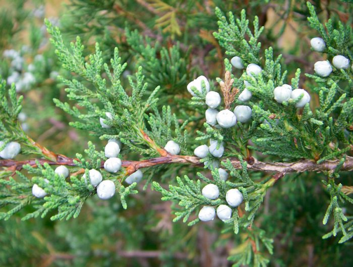 Գիհի Վիրգինյան (Juniperus virginiana)